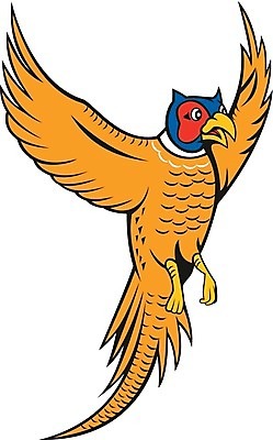 EPS 해외이미지 동물 야생동물 일러스트 조류 그래픽 만화 흰배경 꿩 고립 해외202004 해외일러스트 흰색 파일형식 벡터 컬러 이미지허브