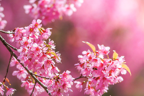 포토 JPG 해외이미지 나무 식물 계절 꽃잎 꽃 분홍색 백그라운드 꽃무늬 자연 추상 친절 한국 동양인 사람없음 정원 일본 봄 벚꽃 흰색 나뭇가지 신선 개화 체리 소프트포커스 과수원 4월 묘사 보케 부드러움 내추럴 블러 파스텔톤 해외202004 해외포토 아시아 컬러 무늬 농업 과일 촬영기법 인종 감각 날짜 생태계 파일형식 이미지허브