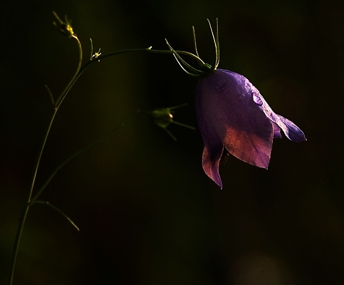 포토 JPG 해외이미지 식물 1 계절 꽃잎 꽃 백그라운드 잎 꽃무늬 밭 자연 사람없음 장식 초록색 파란색 정원 보라색 봄 들꽃 성장 벚꽃 종 신선 개화 닫기 제비꽃 싱글 슛 내추럴 블루벨 캄파눌라 해외202004 해외포토 컬러 무늬 농업 모션 생태계 파일형식 이미지허브