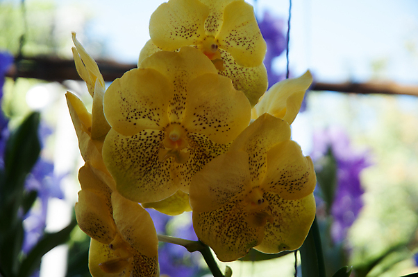 포토 JPG 해외이미지 식물 계절 꽃잎 꽃 꽃다발 백그라운드 꽃무늬 자연 선물 사람없음 장식 초록색 여름 머리 정원 스파 화목 봄 활발 개화 난초 고급 우아함 맛 냄새 아로마 향 단아함 해외202004 해외포토 컬러 컨셉 무늬 신체부위 생태계 파일형식 이미지허브