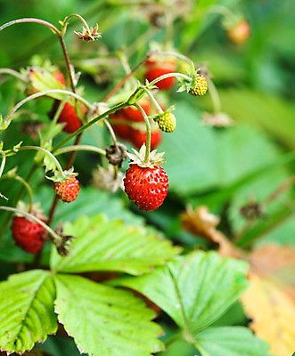 포토 JPG 해외이미지 식물 계절 열매 음식 줄기 백그라운드 잎 꽃무늬 밭 다이어트 과일 재료 자연 딸기 디저트 건강 사람없음 야외 목재 빨간색 초록색 정원 식사 신선 달콤 맛 숲 작음 먹기 허브 상쾌 유기농 날것 숙성 채식주의자 해외202004 해외포토 나무 웰빙 꽃 감정 컬러 컨셉 무늬 농업 모션 크기 생태계 채식 파일형식 이미지허브