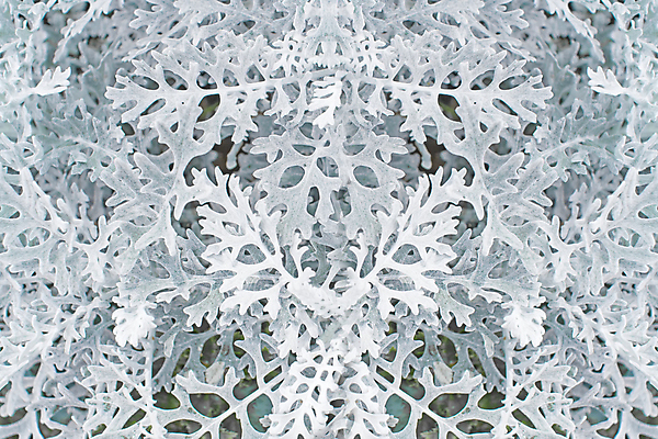 포토 JPG 해외이미지 식물 백그라운드 잎 패턴 사람없음 장식 빛 웹 흰색 거친 질감 섬유 내추럴 짜기 혼란 해외202004 해외포토 컬러 컨셉 무늬 인터넷 모션 직물 파일형식 이미지허브