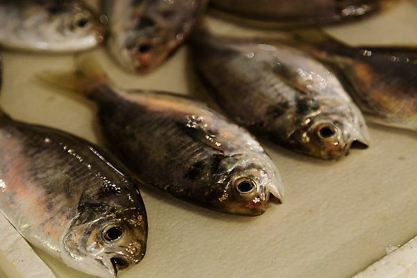 포토 JPG 해외이미지 바다 포장 어류 요리 사람없음 냉동 초밥 신선 해산물 날것 해외202004 해외포토 수중동물 일본음식 파일형식 이미지허브