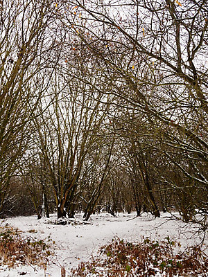 포토 JPG 해외이미지 나무 계절 공원 여행 백그라운드 크리스마스 겨울 밭 자연 하늘 날씨 휴가 풍경 사람없음 야외 목재 냉동 얼음 추위 흰색 나뭇가지 시골 숲 12월 즐거움 서리 장면 눈보라 내추럴 폭설 눈내림 수평선 해외202004 해외포토 자연요소 식물 공공시설 기념일 감정 컬러 농업 재료 눈_날씨 날짜 자연재해 생태계 파일형식 이미지허브