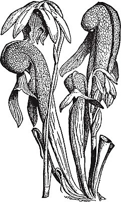 EPS 해외이미지 선 일러스트 미술 물 검은색 수확 흰색 그림 캘리포니아 북쪽 판화 히말라야 해외202004 해외일러스트 자연요소 컬러 농업 문화예술 미국 방향 파일형식 벡터 산맥 이미지허브