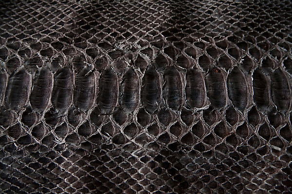 포토 JPG 해외이미지 동물 디자인 야생동물 백그라운드 패턴 파충류 자연 벽지 표면 추상 미술 사람없음 장식 갈색 유행 검은색 어둠 줄무늬 회색 수확 직물 거친 뱀 황금 닫기 가죽 피부 타일 묘사 질감 눈금 도마뱀 내추럴 옛날 스타일 해외202004 해외포토 컬러 무늬 농업 모션 문화예술 신체부위 생태계 파일형식 이미지허브