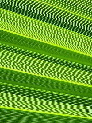 포토 JPG 해외이미지 나무 식물 선 백그라운드 잎 패턴 자연 추상 손바닥 사람없음 야외 초록색 환경 정원 신선 큼 허브 순수 에코 유기농 질감 정맥 내추럴 광합성 생태학 해외202004 해외포토 손 웰빙 교육 컬러 컨셉 무늬 크기 생태계 혈관 파일형식 이미지허브