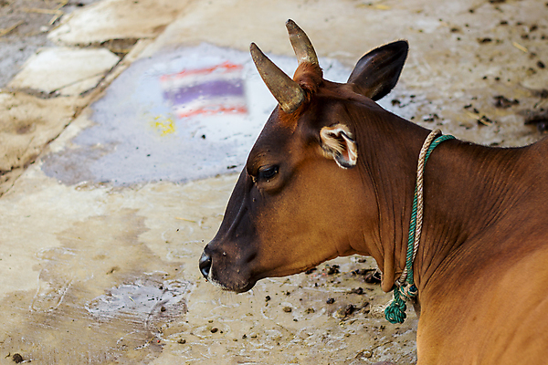 포토 JPG 해외이미지 동물 농업 포유류 태국 자연 육류 사람없음 농장 갈색 소고기 우유 소 닫기 땅바닥 해외202004 해외포토 산업 아시아 컬러 식재료 모션 유제품 바닥 생태계 파일형식 이미지허브