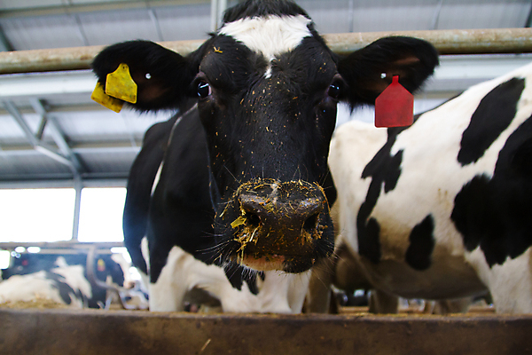 포토 JPG 해외이미지 동물 응시 산업 농업 포유류 자연 잉글랜드 실내 건강 스테이크 사람없음 야외 울타리 반려동물 농장 머리 검은색 가축 우유 시골 소 볏짚 군중 먹기 장면 목 젖 숨김 송아지 수유 제어 줄서기 초식 해외202004 해외포토 시선 새끼 컬러 컨셉 모션 영국 유제품 서양음식 사람 내부 신체부위 담장 짚 생태계 파일형식 이미지허브