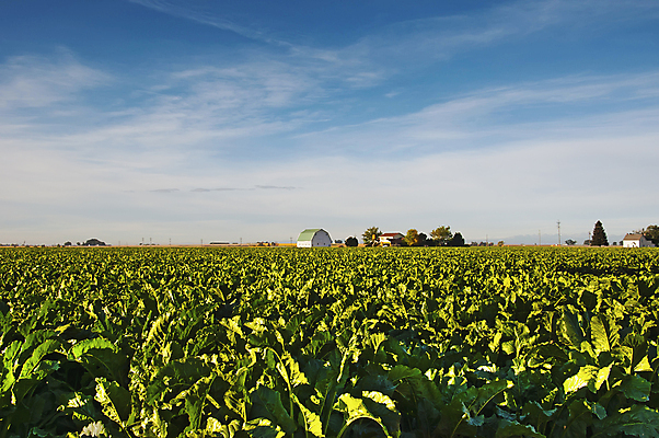 포토 JPG 해외이미지 식물 계절 산업 밭 농업 채소 자연 사람없음 야외 초록색 농작물 농장 농경지 미국 수확 시골 큼 설탕 뿌리 땅바닥 밭일 비트 콜로라도 해외202004 해외포토 컬러 북아메리카 바닥 크기 생태계 파일형식 이미지허브