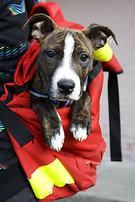 포토 JPG 해외이미지 친절 사람없음 빨간색 개 강아지 적재 해외202004 해외포토 컬러 포유류 반려동물 파일형식 이미지허브