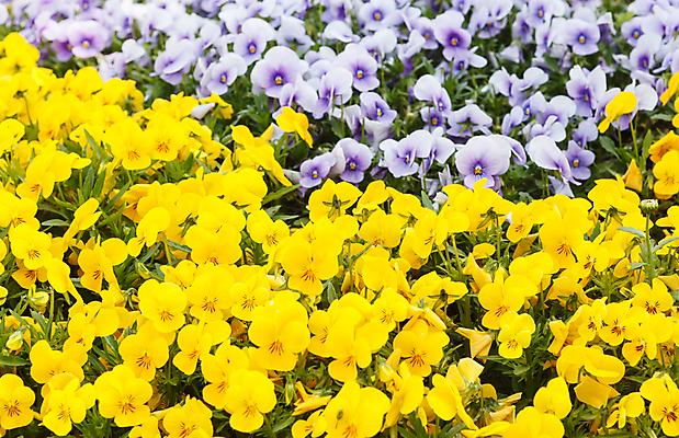 포토 JPG 해외이미지 식물 계절 공원 꽃 꽃다발 백그라운드 잎 꽃무늬 밭 자연 부활절 발렌타인데이 3 사람없음 야외 빨간색 초록색 컬러풀 햇빛 태양 노란색 정원 보라색 침묵 봄 벚꽃 광선 축하 신선 닫기 5월 꽃집 엽서 내추럴 강렬 블러 해외202004 해외포토 자연요소 공공시설 기념일 컬러 컨셉 무늬 농업 모션 데이이벤트 상점 소리 날짜 편지 생태계 파일형식 이미지허브