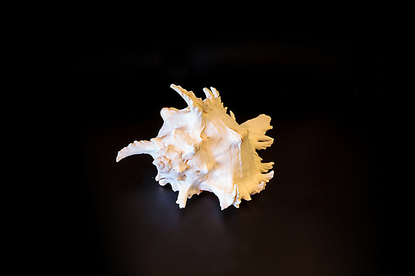 포토 JPG 해외이미지 야생동물 검은배경 조개 항해 사람없음 껍질 가시 고립 플로리다 해외202004 해외포토 동물 백그라운드 배_교통 어패류 검은색 미국 파일형식 이미지허브