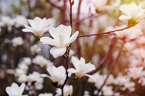 포토 JPG 해외이미지 나무 식물 디자인 계절 공원 꽃 유럽 분홍색 백그라운드 자연 하늘 부활절 프레임 풍경 사람없음 빨간색 초록색 파란색 새싹 환경 정원 고요 봄 성장 벚꽃 흰색 나뭇가지 개화 닫기 다발 목련 내추럴 강렬 해외202004 해외포토 공공시설 기념일 나라 컬러 모션 생태계 파일형식 이미지허브