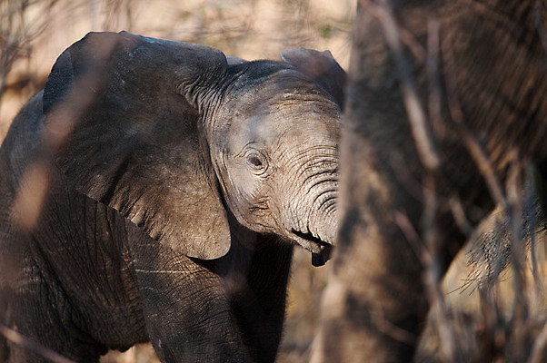 포토 JPG 해외이미지 동물 야생동물 포유류 가족 아프리카 코끼리 서기 사람없음 야외 머리 힘 회색 게임 아기 보호 작음 큼 사파리 에코 황소 귀 멸종 송아지 보츠와나 블러 해외202004 해외포토 나라 새끼 컬러 컨셉 관계 모션 놀이 사람 신체부위 환경 소 크기 파일형식 이미지허브