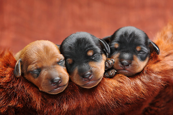 포토 JPG 해외이미지 동물 여자 남자 포유류 친절 실내 사람없음 반려동물 검은색 활발 미니어처 관찰 개 강아지 작음 만족 노려봄 송곳니 기르기 미니 유래 해외202004 해외포토 감정 컬러 컨셉 모션 표정 사람 내부 모형 치아 크기 돌봄 파일형식 이미지허브