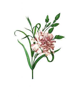 JPG 해외이미지 식물 꽃 꽃다발 일러스트 붓터치 수채화 사람없음 들꽃 그림 번짐 해외202004 해외일러스트 파일형식 효과 이미지허브