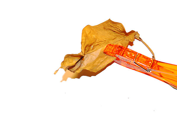 포토 JPG 해외이미지 컨셉 피곤 사람없음 환경 가을 죽음 생태학 옛날 해외202004 해외포토 계절 교육 파일형식 이미지허브