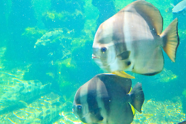 포토 JPG 해외이미지 동물 야생동물 바다 오렌지 자연 어류 사람없음 빨간색 물 파란색 컬러풀 노란색 수중 줄무늬 광대 흰색 산호 작음 암초 수족관 아네모네 이국적 해외202004 해외포토 자연요소 꽃 컬러 무늬 과일 수중동물 자포동물 크기 생태계 파일형식 이미지허브