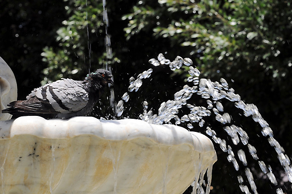 포토 JPG 해외이미지 나무 동물 구름 응시 공원 유럽 여행 건축양식 자연 조류 하늘 휴가 휴식 산 거리 미술 사람 사람없음 야외 건물 물 여름 파란색 노란색 평화 목욕 흐름 바위 흰색 신선 도시 스페인 떨어짐 깃털 분수 비둘기 정사각형 장면 타운 천연기념물 스페인어 해외202004 해외포토 자연요소 도형 식물 건축물 시선 계절 공공시설 건축 나라 컬러 컨셉 문화예술 청결 돌_바위 생태계 파일형식 이미지허브