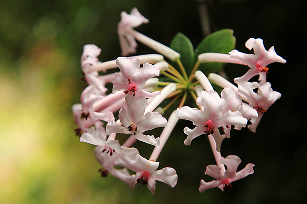 포토 JPG 해외이미지 나무 꽃잎 아시아 길 분홍색 여행 잎 자국 산 이끼 풍경 사람없음 초록색 환경 트래킹 하이킹 습기 성장 흰색 황무지 숲 열대우림 천국 멀리 말레이시아 내추럴 산악지대 선로 옛날 그리너리 선두 해외202004 해외포토 식물 꽃 나라 컬러 레저 파일형식 트랜드컬러 이미지허브