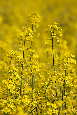 포토 JPG 해외이미지 식물 백그라운드 밭 하늘 씨앗 풍경 사람없음 초록색 파란색 연료 해외202004 해외포토 컬러 농업 파일형식 이미지허브