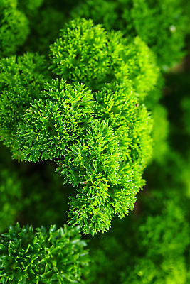 포토 JPG 해외이미지 식물 음식 줄기 백그라운드 잎 농업 채소 재료 파슬리 건강 요리 사람없음 초록색 정원 신선 양념 맛 허브 향신료 유기농 날것 향기 아로마 향 성분 내추럴 채식주의자 비건 해외202004 해외포토 웰빙 산업 컬러 컨셉 채식 냄새 향미료 파일형식 이미지허브