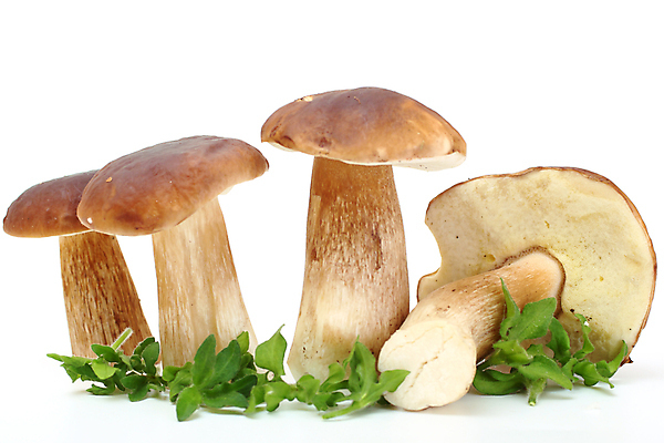 포토 JPG 해외이미지 식물 계절 음식 줄기 재료 자연 건강 사람없음 초록색 갈색 버섯 흙 가을 그룹 숲 작음 큼 날것 뿌리 그물버섯 숙성 식용 채식주의자 캡모자 해외202004 해외포토 모자_잡화 컬러 크기 생태계 채식 파일형식 이미지허브