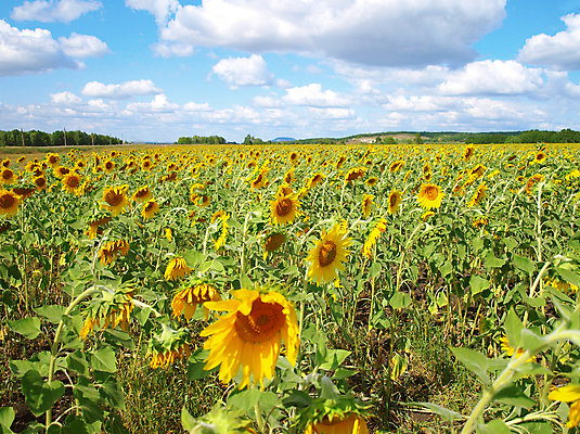 포토 JPG 해외이미지 계절 꽃잎 꽃 잎 밭 농업 자연 하늘 해바라기 풍경 사람없음 야외 초록색 여름 파란색 빛 농작물 컬러풀 햇빛 태양 농장 노란색 맑음 새벽 활발 성장 벚꽃 광선 개화 황금 매움 천국 빛망울 밭일 환상 해외202004 해외포토 자연요소 식물 산업 컬러 컨셉 날씨 맛 생태계 파일형식 이미지허브