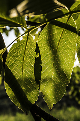 포토 JPG 해외이미지 모양 식물 잎 자연 표면 사람없음 물 평화 환경 힘 활발 자유 성장 시골 시간 순수 순환 정맥 강렬 영양분 완전 해외202004 해외포토 자연요소 컨셉 모션 생태계 혈관 파일형식 이미지허브