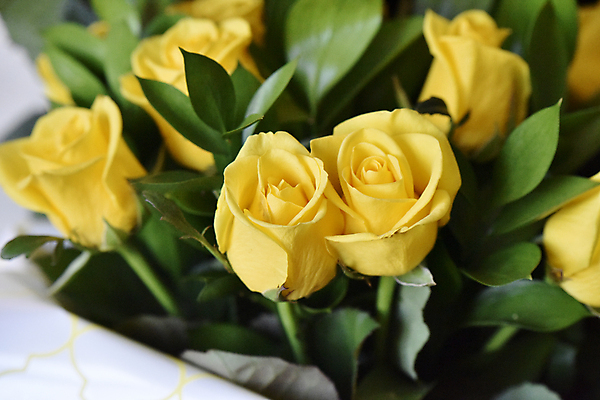 포토 JPG 해외이미지 식물 계절 꽃 꽃다발 곤충 잎 꽃무늬 농업 자연 휴식 새로움 사람없음 장식 초록색 여름 빛 장미 노란색 환경 침묵 봄 벚꽃 시골 신선 신용카드 개화 소프트포커스 수분 다발 꽃집 허브 상쾌 유기농 원예 향기 아로마테라피 내추럴 특별함 해외202004 해외포토 동물 웰빙 감정 산업 컬러 컨셉 무늬 촬영기법 취미 금융 상점 소리 생태계 냄새 테라피 파일형식 이미지허브