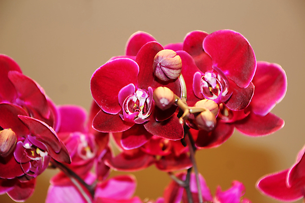 포토 JPG 해외이미지 꽃잎 화초 줄기 분홍색 결혼 잎 발렌타인데이 선물 사랑 씨앗 동양인 이벤트 취미 사람없음 장식 빛 보라색 스파 성장 축하 생일 난초 우아함 이슬 자주색 유혹 꽃집 제비꽃 순수 호접란 상록수 라일락 말레이시아 고립 꽃수술 돌봄 블러 엘리먼트 온실 원예사 세련 해외202004 해외포토 식물 직업 기념일 꽃 감정 아시아 컬러 컨셉 모션 데이이벤트 인종 상점 파일형식 이미지허브