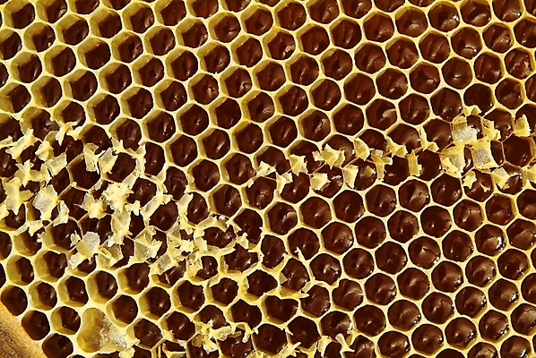 포토 JPG 해외이미지 식물 동물 꽃 음식 곤충 백그라운드 패턴 농업 자연 프레임 세포 건강 사람없음 약 환경 벚꽃 머리빗 황금 닫기 달콤 꿀벌 먹기 영화 유기농 바쁨 꽃가루 꿀 벌집 내추럴 밀랍 식민지 양봉 양봉장 해외202004 해외포토 웰빙 산업 무늬 의학 모션 문화예술 미용용품 맛 벌_곤충 가루 생태계 파일형식 이미지허브