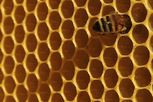 포토 JPG 해외이미지 식물 동물 꽃 음식 곤충 백그라운드 패턴 농업 자연 프레임 세포 건강 사람없음 약 환경 벚꽃 머리빗 황금 닫기 달콤 꿀벌 먹기 영화 유기농 바쁨 꽃가루 꿀 벌집 내추럴 밀랍 식민지 양봉 양봉장 해외202004 해외포토 웰빙 산업 무늬 의학 모션 문화예술 미용용품 맛 벌_곤충 가루 생태계 파일형식 이미지허브