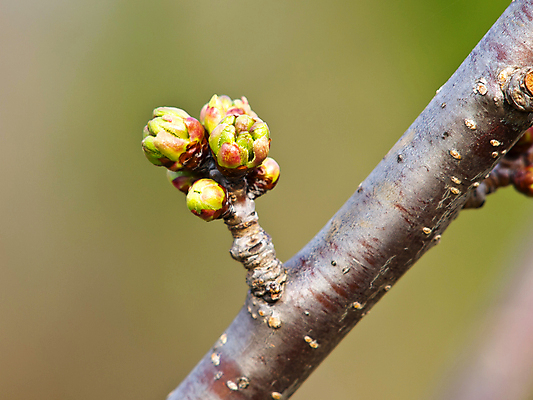 포토 JPG 해외이미지 꽃 자연 사람없음 봄 펼침 벚꽃 나뭇가지 개화 체리 닫기 사과 묘사 파열 내추럴 살구 처음 디테일 해외202004 해외포토 나무 식물 계절 과일 모션 생태계 파일형식 이미지허브