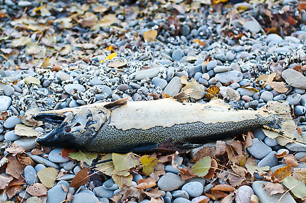 포토 JPG 해외이미지 동물 잎 신체 자연 어류 사람없음 가을 죽음 썩음 해외202004 해외포토 식물 계절 수중동물 생태계 파일형식 이미지허브