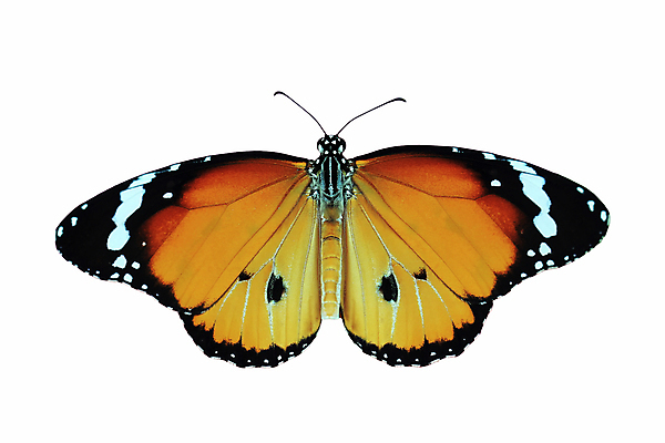 포토 JPG 해외이미지 동물 꽃 야생동물 포즈 나비 곤충 잎 밭 날개 자연 안테나 종류 사람없음 해충 벌레 숲 작음 생물학 오싹 해외202004 해외포토 식물 교육 농업 통신 크기 생태계 파일형식 이미지허브