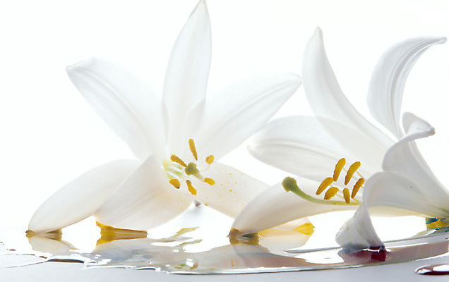 포토 JPG 해외이미지 모양 식물 디자인 교육 꽃잎 꽃 백그라운드 꽃무늬 패턴 추상 아이디어 창조 미술 사람없음 그래픽 장식 빨간색 머리 보라색 페인트 젖음 벚꽃 흰색 그리기 붓기 떨어짐 디자이너 순수 그림 심플 페인트붓 꽃가루 개성 꽃수술 해외202004 해외포토 직업 컬러 컨셉 무늬 모션 문화예술 신체부위 붓 가루 파일형식 이미지허브