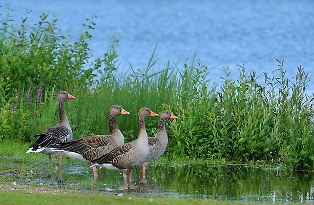 포토 JPG 해외이미지 동물 호수 야생동물 새끼 자연 조류 사람없음 빨간색 초록색 파란색 회색 자녀 부리 거위 물새 해외202004 해외포토 컬러 생태계 파일형식 이미지허브