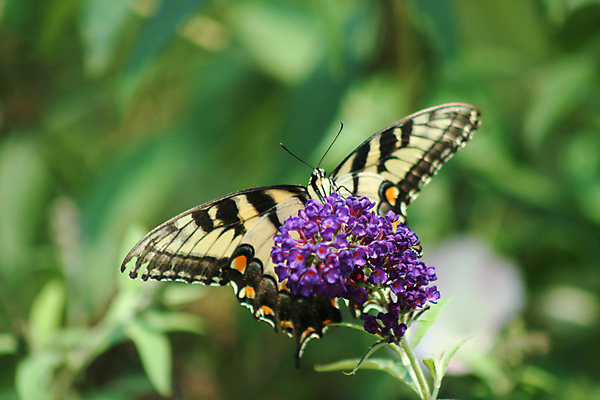 포토 JPG 해외이미지 식물 꽃 나비 곤충 잎 꽃무늬 패턴 자연 사람없음 초록색 컬러풀 노란색 보라색 봄 벌레 나방 이국적 해외202004 해외포토 동물 계절 컬러 무늬 생태계 파일형식 이미지허브