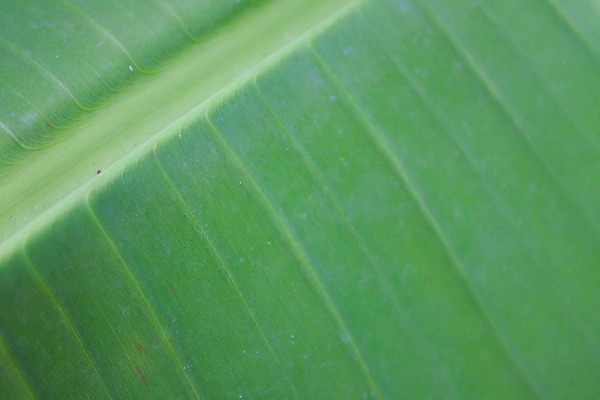 포토 JPG 해외이미지 나무 식물 디자인 음식 여행 백그라운드 잎 패턴 과일 자연 벽지 새로움 바나나 건강 사람없음 야외 초록색 빛 환경 정원 봄 성장 나뭇가지 신선 닫기 숲 먹기 묘사 유기농 질감 정맥 내추럴 엘리먼트 해외202004 해외포토 웰빙 계절 컬러 컨셉 무늬 모션 생태계 혈관 파일형식 이미지허브