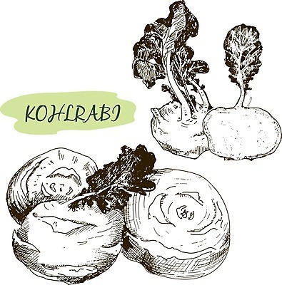 EPS 해외이미지 식물 전통 음식 백그라운드 농업 일러스트 재료 잉크 건강 요리 초록색 농장 정원 수확 골동품 성장 신선 재산 낙서 숲 스케치 그림 생태계 원예 양배추 상업 판화 성분 식용 케일 콜라비 그리너리 세련 해외202004 해외일러스트 산업 컬러 채소 미술 취미 금융 파일형식 벡터 트랜드컬러 이미지허브