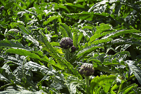 포토 JPG 해외이미지 식물 꽃 유럽 음식 백그라운드 잎 농업 다이어트 채소 재료 자연 건강 요리 사람없음 초록색 농장 지구본 정원 요리사 검은색 저녁식사 이탈리아 신선 시장 닫기 맛 먹이 지중해 먹기 성분 내추럴 고립 아티초크 채식주의자 해외202004 해외포토 직업 나라 산업 바다 컬러 컨셉 모션 식사 생태계 채식 파일형식 이미지허브