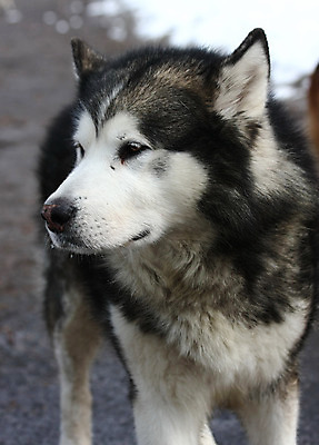 포토 JPG 해외이미지 동물 사람없음 반려동물 힘 개 기르기 세르비아 지능 힘찬 해외202004 해외포토 컨셉 포유류 돌봄 파일형식 이미지허브