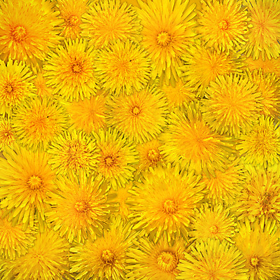 포토 JPG 해외이미지 식물 꽃잎 꽃 백그라운드 가족 자연 사람없음 빛 햇빛 노란색 머리 우주 봄 활발 벚꽃 신선 오픈 화려 개화 민들레 6월 5월 내추럴 멀티 해외202004 해외포토 계절 컬러 컨셉 관계 신체부위 태양 날짜 생태계 파일형식 이미지허브