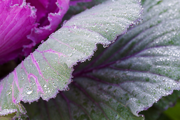 포토 JPG 해외이미지 나무 식물 계절 꽃 잎 겨울 패턴 채소 자연 아침 날씨 사람없음 야외 초록색 물 노란색 정원 보라색 얼음 봄 추위 벚꽃 흰색 신선 제비꽃 묘사 서리 내추럴 눈내림 해외202004 해외포토 주간 자연요소 컬러 무늬 눈_날씨 생태계 파일형식 이미지허브