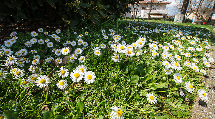 포토 JPG 해외이미지 식물 계절 꽃 꽃무늬 밭 자연 하늘 풍경 잔디 사람없음 야외 초록색 여름 파란색 햇빛 태양 농장 노란색 맑음 봄 벚꽃 흰색 시골 신선 땅 허브 데이지 장면 내추럴 캐모마일 평야 수평선 해외202004 해외포토 자연요소 컬러 무늬 농업 날씨 생태계 파일형식 이미지허브
