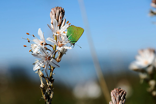 포토 JPG 해외이미지 식물 구름 꽃잎 꽃 유럽 줄기 나비 꽃무늬 밭 자연 하늘 산 풍경 사람없음 초록색 여름 맑음 봄 이탈리아 활발 들꽃 벚꽃 흰색 시골 개화 다발 지중해 허브 묘사 신화 내추럴 목가 해외202004 해외포토 자연요소 계절 나라 바다 컬러 곤충 컨셉 무늬 농업 날씨 생태계 파일형식 이미지허브