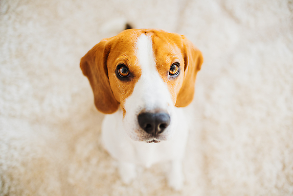 포토 JPG 해외이미지 동물 응시 창문 포유류 바닥 주택 실내 사람없음 내부 파란색 반려동물 갈색 평화 맑음 슬픔 흰색 기다림 개 달콤 스마트 코 날카로움 귀 비글 송곳니 유래 몽환 해외202004 해외포토 시선 감정 컬러 컨셉 모션 날씨 건물 신체부위 맛 치아 파일형식 이미지허브