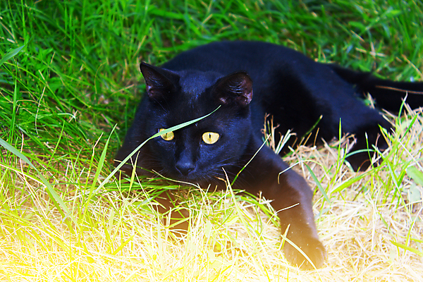 포토 JPG 해외이미지 동물 응시 포유류 사람없음 반려동물 검은색 고양이 사냥 해외202004 해외포토 시선 컬러 파일형식 이미지허브